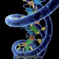 /album/fotos-sobre-genetica/g-jpg/